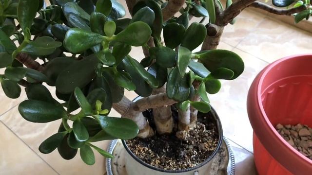 408. Пересадка Денежного дерева, которому семь лет. смотреть онлайн