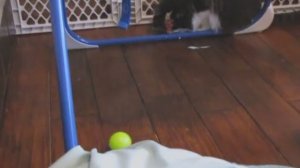 Chase No Face Vs. The Ball