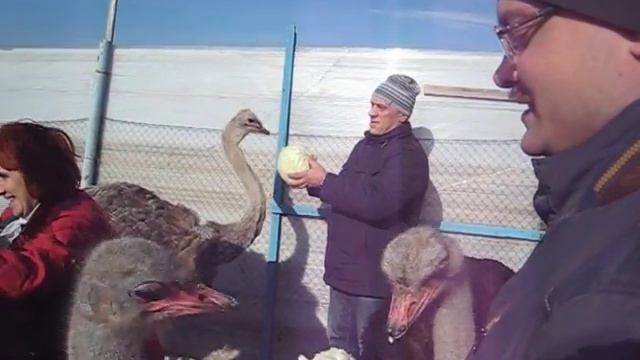 Пасека Загайновых в гостях у Страусов. 17.10.2015 г. смотреть онлайн