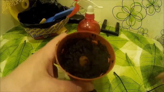 Выращивание яблони из семечка (совместно с авокадо в одном горшке) смотреть онлайн
