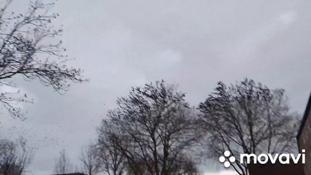 Мурмурация над моей улицей и домом 22-3-'21 г. смотреть онлайн