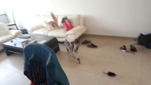 Злой мэйн кун смотреть онлайн
