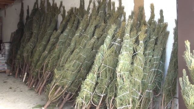 Акбулак сегодня Выпуск 21,12,20 смотреть онлайн