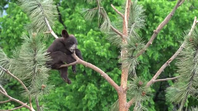 Музыка классическая для души для сна расслабляющая для медитации душевная спокойная лечебная смотреть онлайн