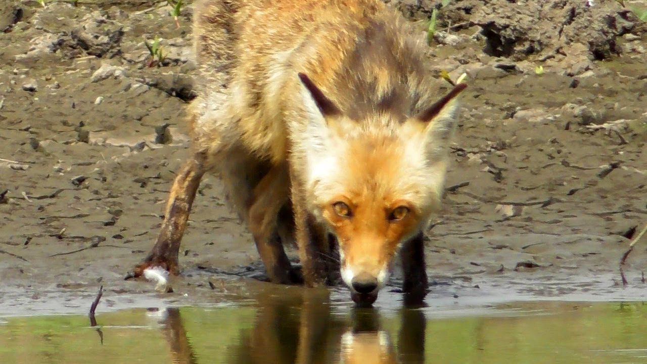 Лиса на водопое. Жажда сильнее любого страха! Thirst is stronger than any fear! смотреть онлайн