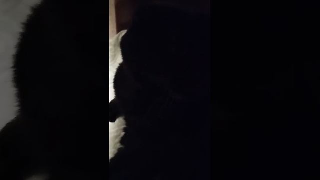 От Брикоши спокойной вам ночи!! смотреть онлайн