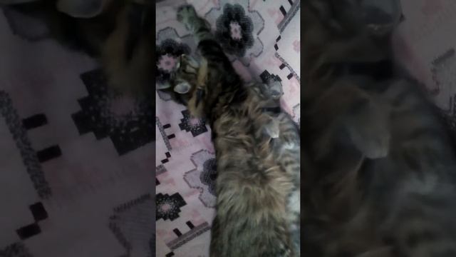 #котики Вот что значит крепкий сон, хоть по голове ходи. смотреть онлайн