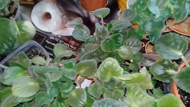 ?Мои комнатные цветы.?Цветут фиалки.? смотреть онлайн