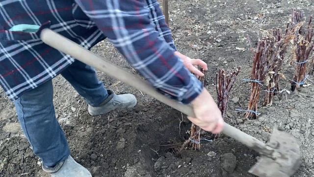 Как сохранить саженцы малины до весны. Прикоп саженцев. смотреть онлайн