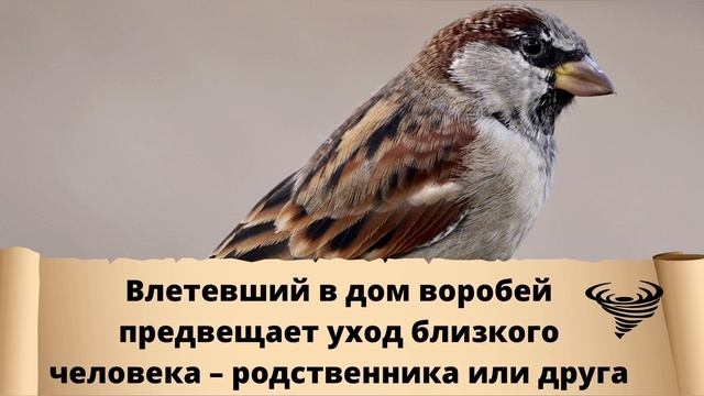 Вы знали к чему птица залетает в окно? Народные приметы, связанные с птицами. Птица залетела в окно смотреть онлайн