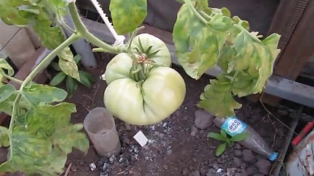 Теплица 17 августа\\ установка бутылок для полива// подвязка растений смотреть онлайн