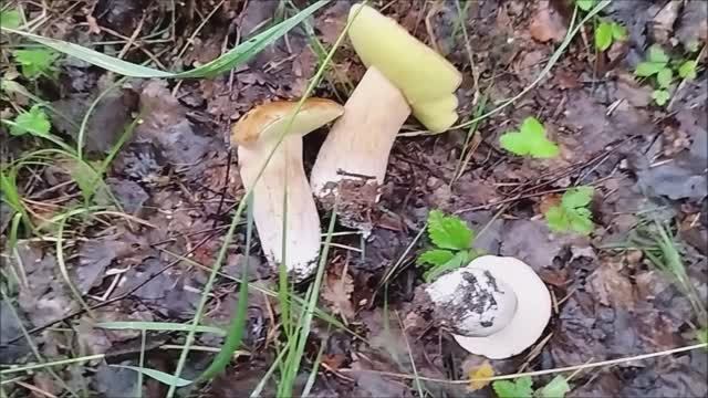 Волна белых. Грибной бум в четверг грибы 2023. смотреть онлайн