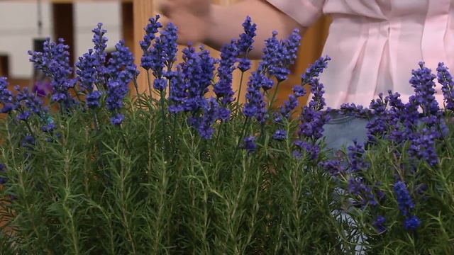 Cottage Farms 3-piece Blue Spear Lavender Collection On QVC