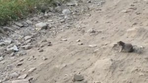 ласка против(крыса,белка,кот)батл