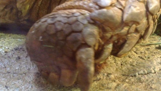 Черепаха. Самые большие черепахи. Шпороносная черепаха.