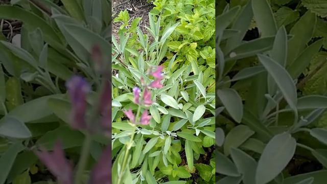 Моя аптека.Шалфей смотреть онлайн