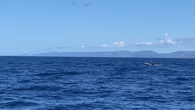 Голубой тунец подошел к берегам России. Bluefin tuna approached the shores of Russia. смотреть онлайн