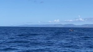 Голубой тунец подошел к берегам России. Bluefin tuna approached the shores of Russia.