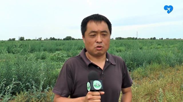 Ахтубинские арбузы (22.07.2020) смотреть онлайн