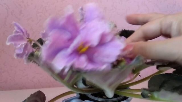 Цветение фиалок в январе. Мои новые красивые сорта. смотреть онлайн