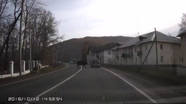 Священное животное в Слюдянке смотреть онлайн