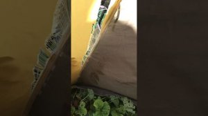 Шатер Маверик Космос 600 после сильного ветра 2 часть