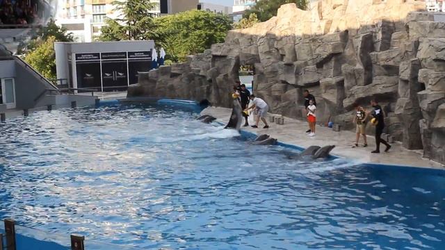 Батумский дельфинарий - 2019 смотреть онлайн
