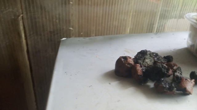 Добавляем  сироп  в  нуклеусы .