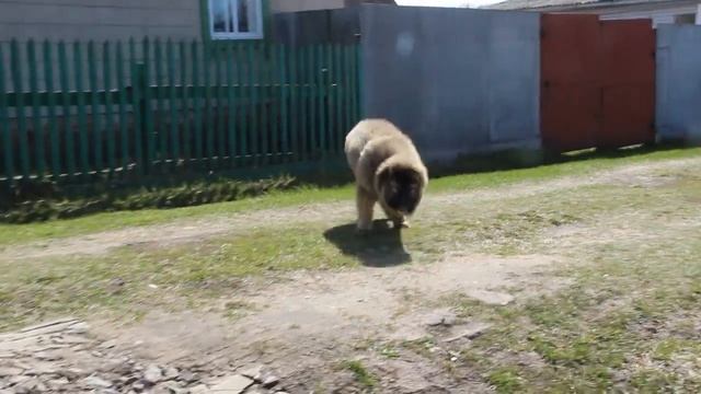 Щенок Кавказской овчарки - Девочка 5 месяцев смотреть онлайн