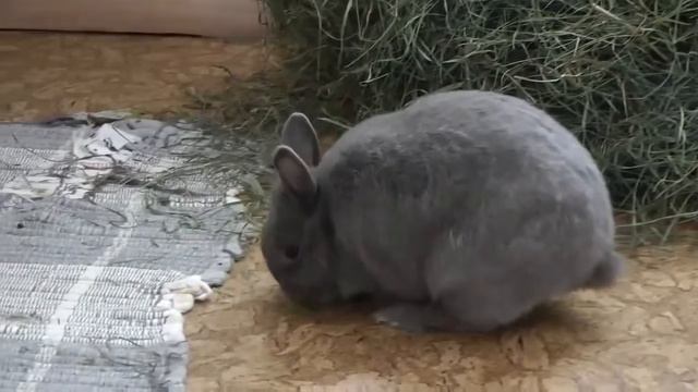 Кролик по кличке Русик ест сено смотреть онлайн