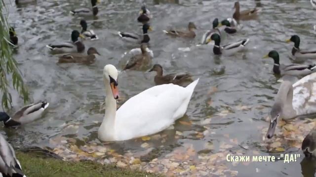 Поэзия – как состояние души. Ольга Пальчик - Мечтать...Летать... смотреть онлайн