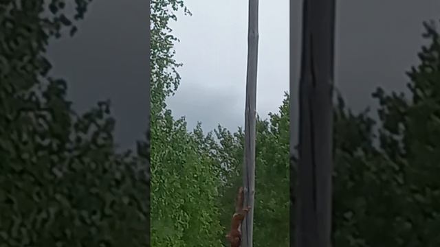 Сначала приллетели скворцы , но что то пошло не так.! смотреть онлайн