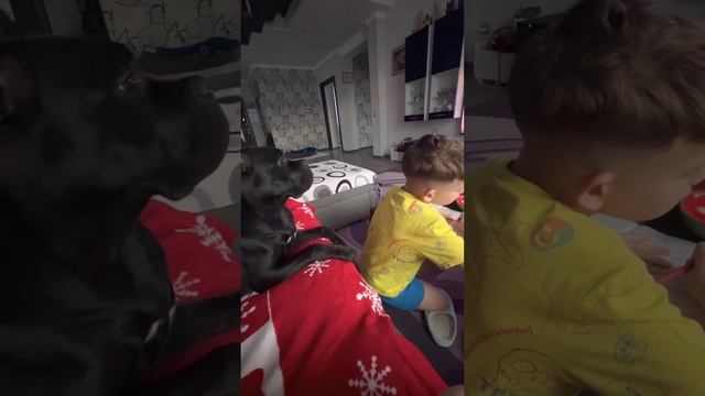 Кане-Корсо и дети) Делаем уроки вместе?#канекорсо #canecorso #cane #canecorsoitaliano #троя смотреть онлайн