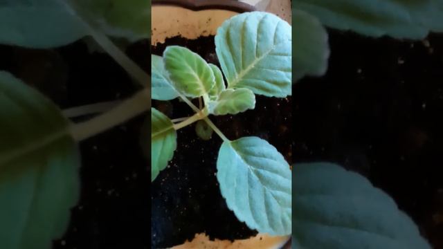 28.12.2021г.Глоксиния в декабре . смотреть онлайн