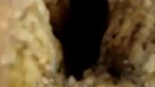 Листья облетают и шуршат. смотреть онлайн