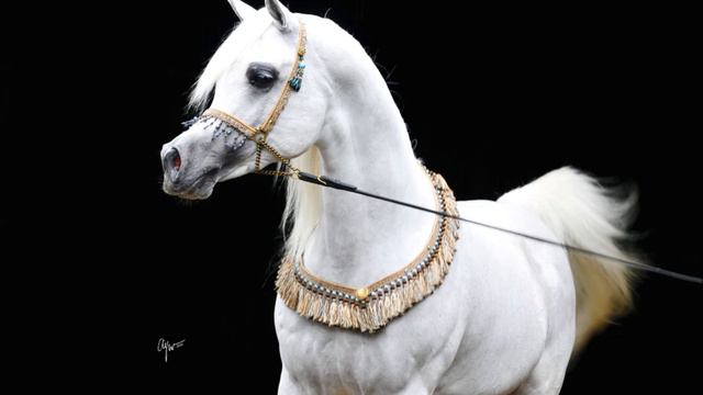 The Arabian horse - A true 'Desert Rose' смотреть онлайн