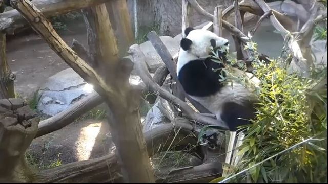 Звуки панды, голос панды, как говорит панда? смотреть онлайн