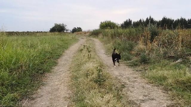 Собака гуляет по полью