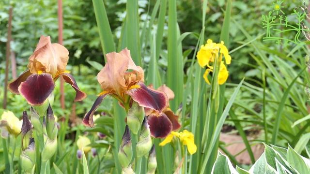 3 часа! ?Лето на даче? Цветы ??? Пение птиц ? в 4К смотреть онлайн