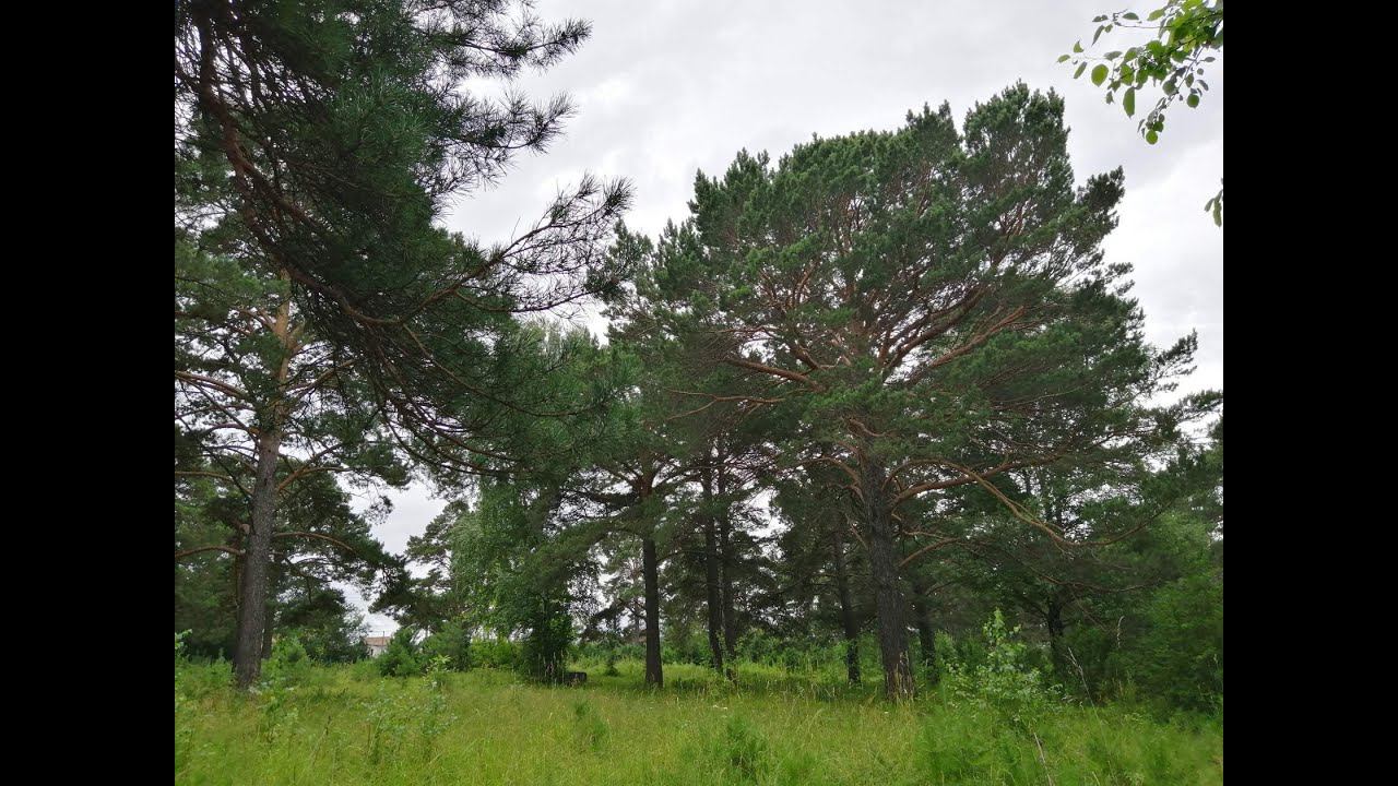 г.Ачинск Вековые сосны в парке железнодорожников. 27.07.22г. Автор видео Елена Цыганова. смотреть онлайн