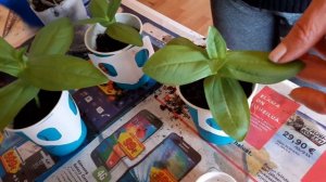 ЦИНИЯ !!!черенкуем рассаду!!!