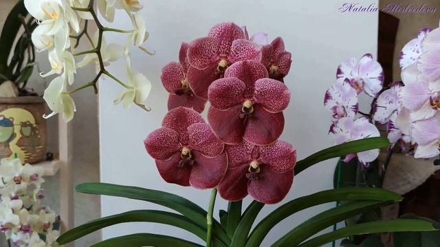 ВАНДА (VANDA) - КОРОЛЕВА орхидей в условиях квартиры! ЧАСТЬ 3. ОСВЕЩЕНИЕ! Смотреть всем! смотреть онлайн