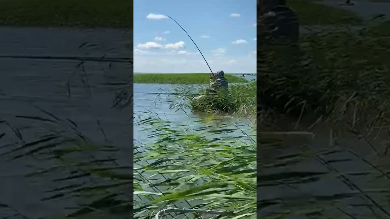 Диевка. ЛОВЛЯ САЗАНА. Сегодня. #ловлясазана #охотаназайца #охотанагуся смотреть онлайн