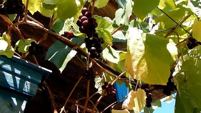 Зонтики. Сеточки . Мешочки из спанбонда , на винограднике. смотреть онлайн