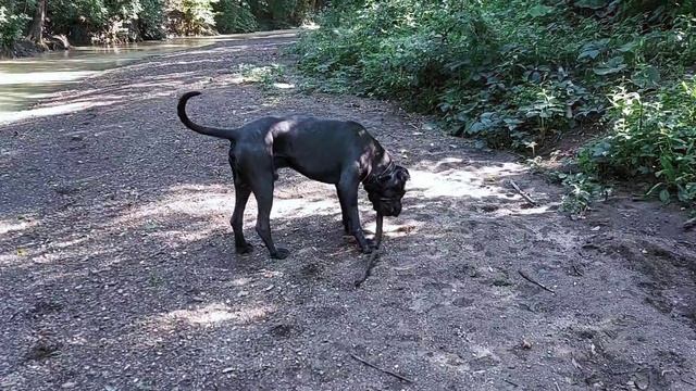 КАК ИЗБЕЖАТЬ НАПАДЕНИЯ СОБАКИ(мой опыт кане корсо) смотреть онлайн