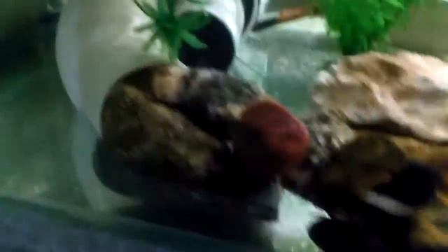Раки Ябби с икрой. Новорожденные гуппи. Патомство и гармония в аквамире!