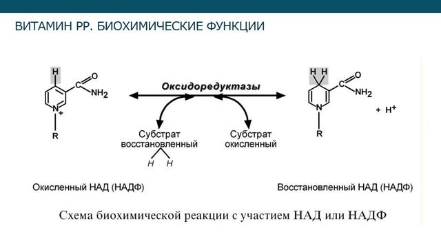 Водорастворимые витамины С, РР, В1 (лекция 3) смотреть онлайн