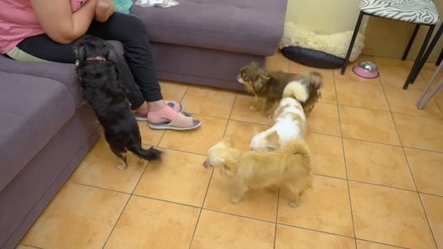 7 месяцев и 7 лет. Как стареют собаки. Наши собаки-пенсионеры. Подарки! Ошейники от Emotico.Pets ? смотреть онлайн