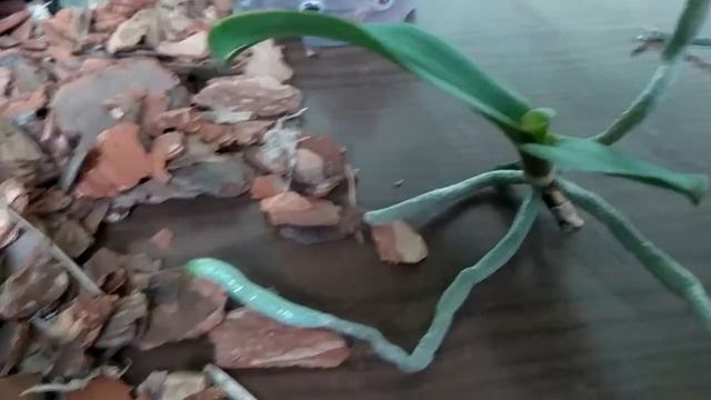 Применение ЦИТОКИНИНОВОЙ ПАСТЫ, результаты. Комнатное цветоводство