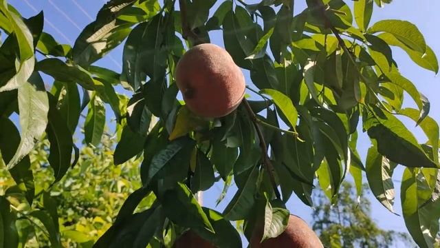 Персик Річ Мей на абрикосі, 10.07.2021 смотреть онлайн